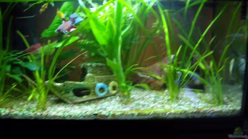 Aquarium Becken 10219 von Christian Hose (2)