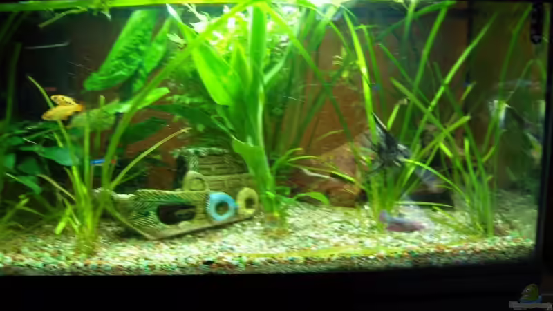 Aquarium Becken 10219 von Christian Hose (3)