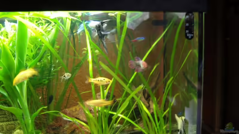 Aquarium Becken 10219 von Christian Hose (7)