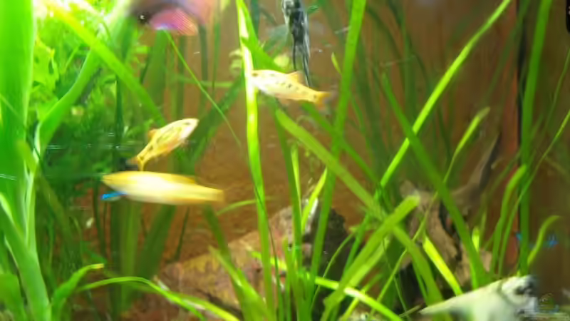 Aquarium Becken 10219 von Christian Hose (8)