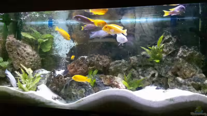 Aquarium Becken 10223 von Stefan Mischler (10)