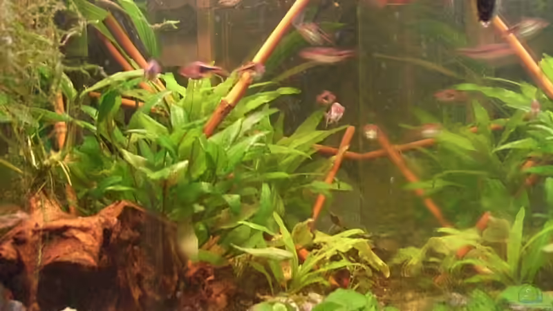 Aquarium Becken 10229 von Markus Niederhofer (2)