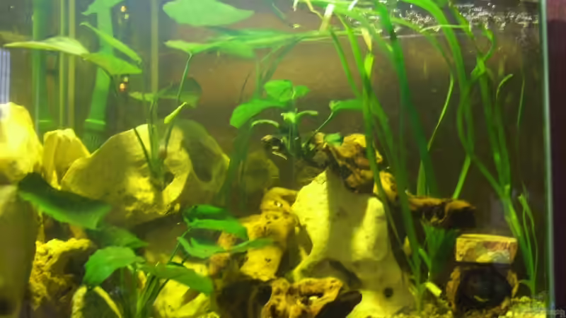 Aquarium Becken 10275 von egoxpress (4)