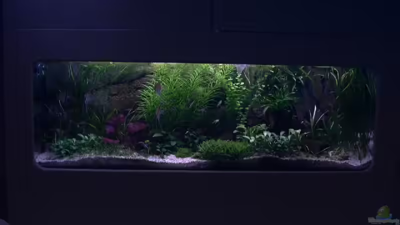 Aquarium Becken 10281 von Dirk72 (5)