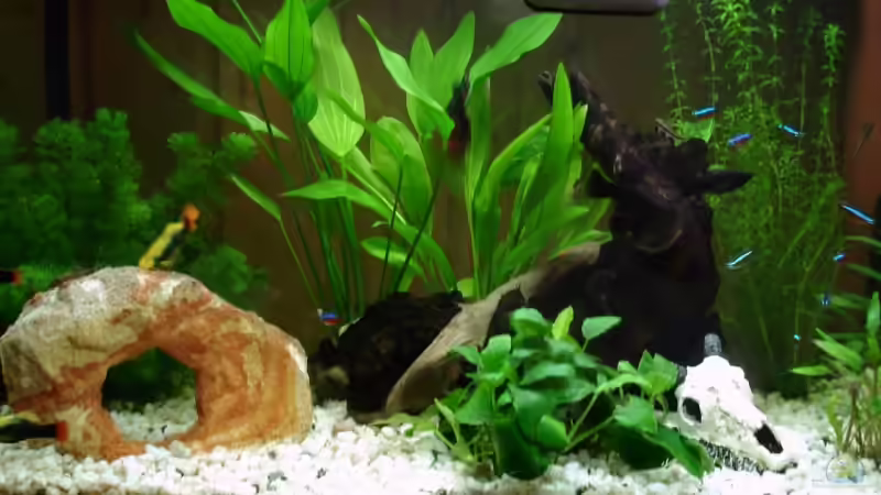 Aquarium Becken 10300 von Maverrick (2)