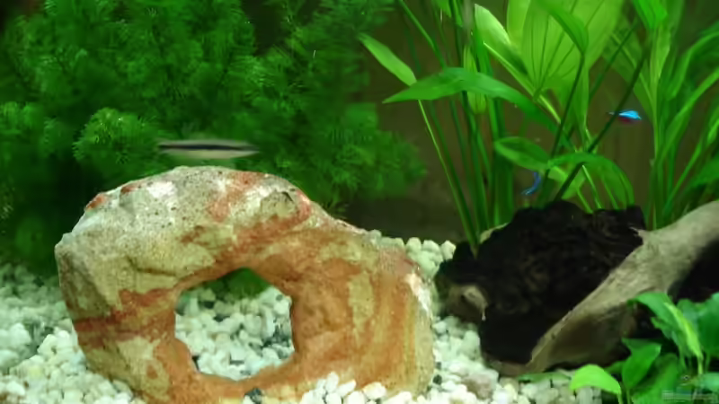 Aquarium Becken 10300 von Maverrick (4)