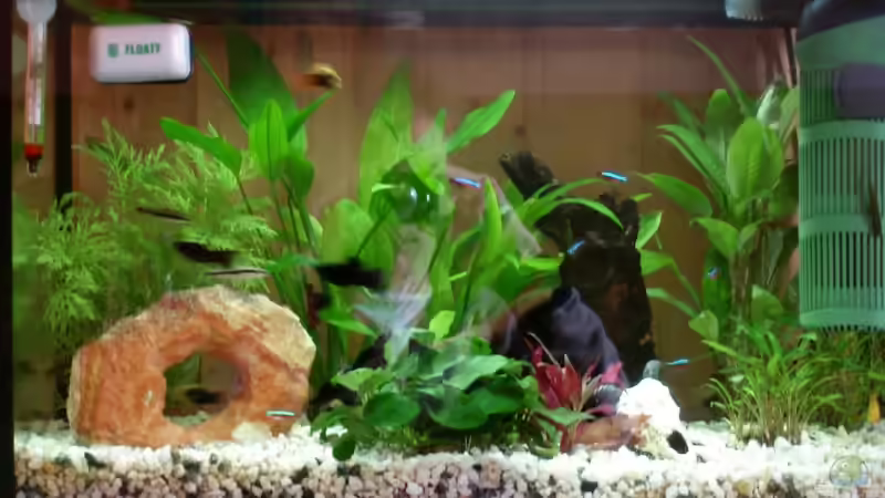 Aquarium Becken 10300 von Maverrick (8)