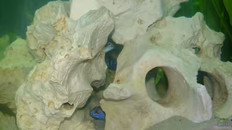 Aquarium Becken 10304 von wundi82 (2)