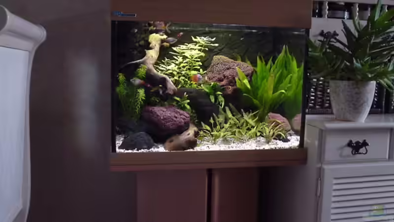 Aquarium Becken 1032 von Harry van Scherpenzeel (2)