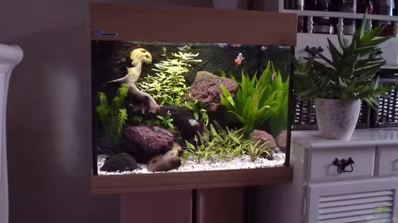 Aquarium Becken 1032 von Harry van Scherpenzeel (3)