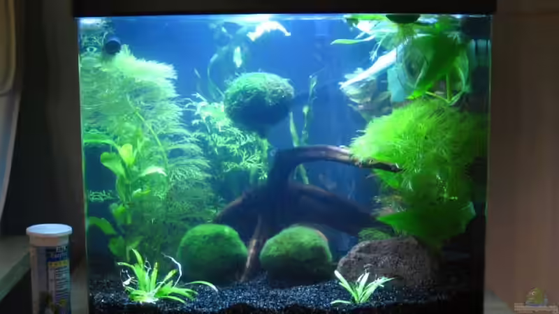 Aquarium Becken 10350 von Sascha Gerber (2)