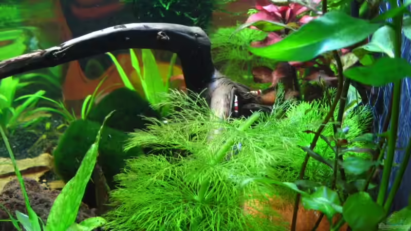 Aquarium Becken 10350 von Sascha Gerber (5)