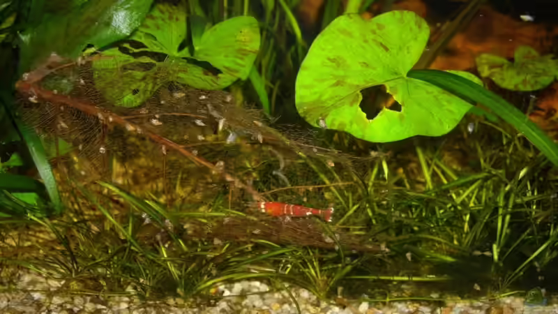 Aquarium Becken 10380 von Franky Lunatic (3)