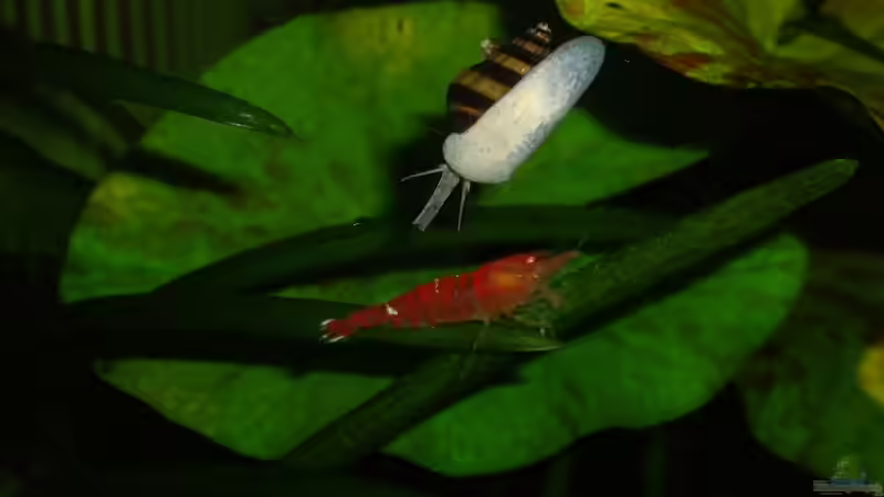 Aquarium Becken 10380 von Franky Lunatic (4)