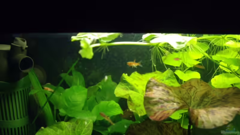 Aquarium Becken 10380 von Franky Lunatic (6)