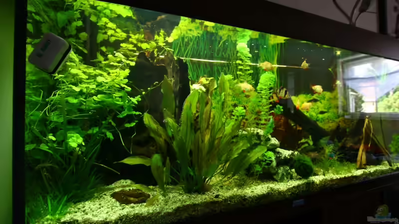 Aquarium Becken 10384 von Stefan K (2)