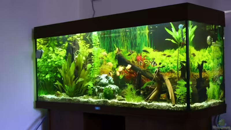 Aquarium Becken 10384 von Stefan K (3)