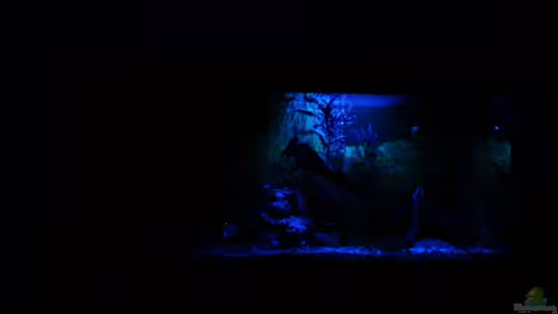 Aquarium Becken 10384 von Stefan K (6)