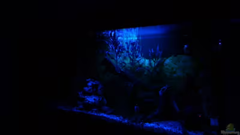 Aquarium Becken 10384 von Stefan K (7)