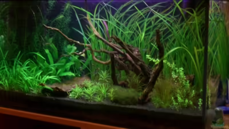 Aquarium Becken 10394 von Georg (10)