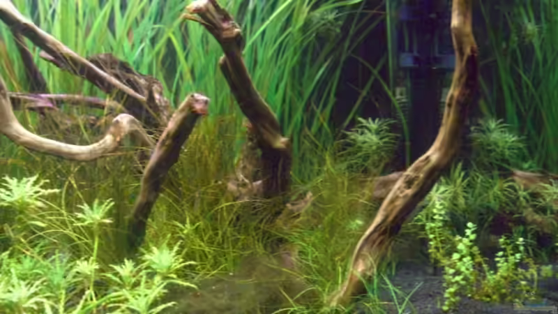 Aquarium Becken 10394 von Georg (3)