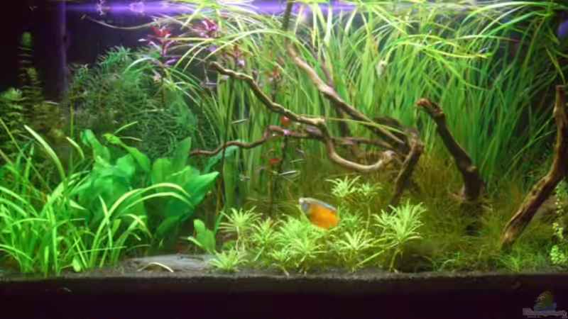 Aquarium Becken 10394 von Georg (7)