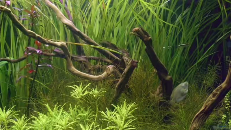 Aquarium Becken 10394 von Georg (8)