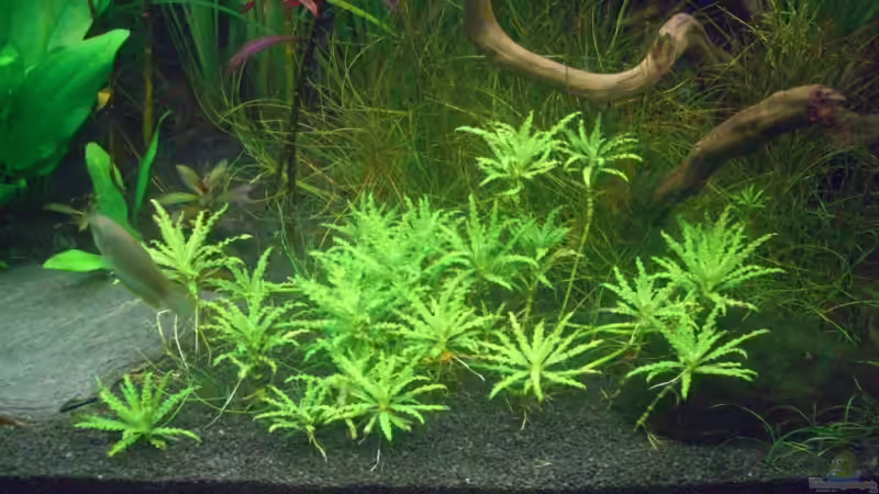 Aquarium Becken 10394 von Georg (9)