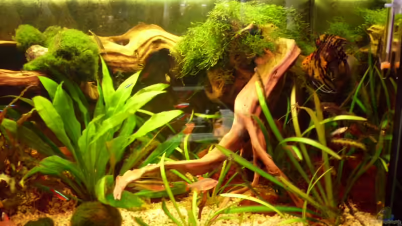 Aquarium Becken 10407 von Teufelchen79 (3)