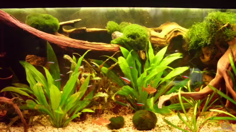 Aquarium Becken 10407 von Teufelchen79 (4)