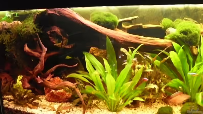 Aquarium Becken 10407 von Teufelchen79 (5)