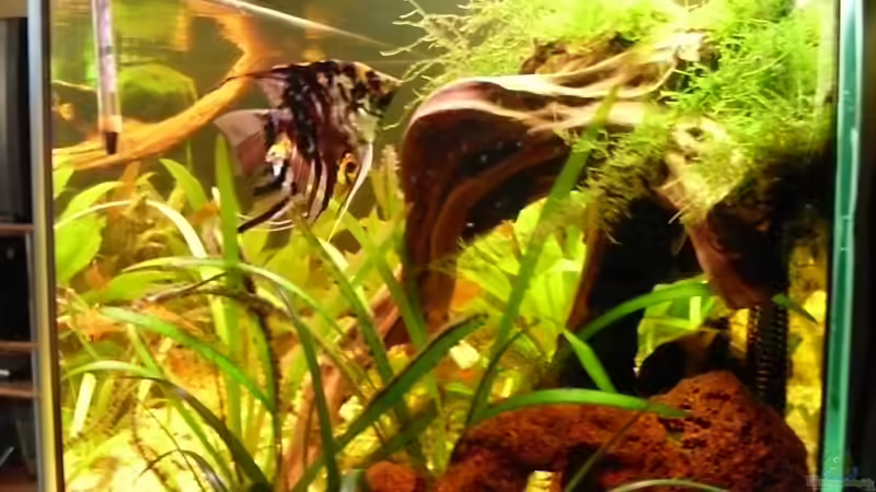 Aquarium Becken 10407 von Teufelchen79 (6)