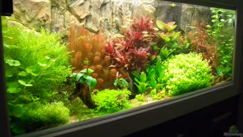 Aquarium Becken 10440 von Marcel Simon (2)