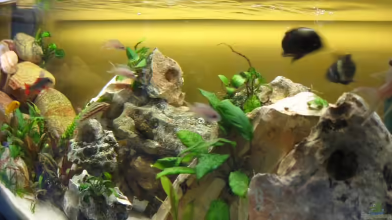 Aquarium Becken 10456 von Bene92 (4)