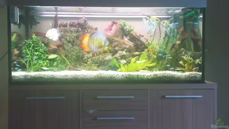 Aquarium Becken 10459 von Christian Wertebach (2)