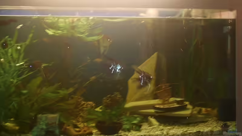 Aquarium Becken 10467 von zwini0815 (2)