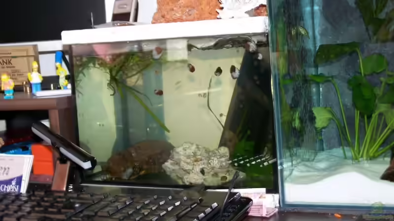 Aquarium Becken 10469 von Dobse (2)