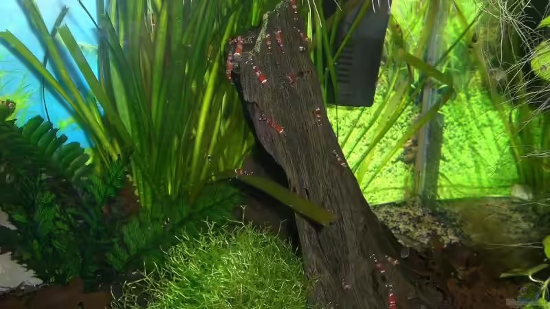 Aquarium Becken 10470 von c4L!m3ro (4)