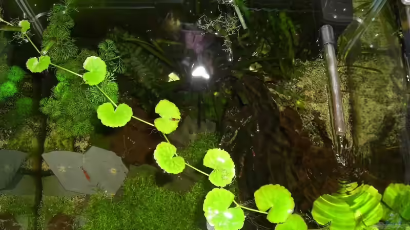 Aquarium Becken 10470 von c4L!m3ro (5)