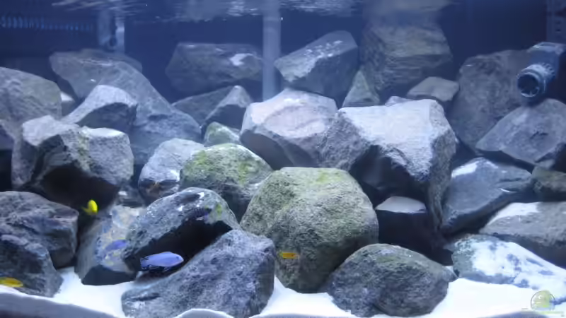 Aquarium Becken 10474 von Michael Kuhl (2)