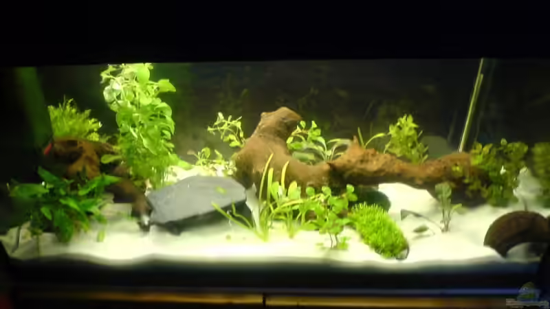 Aquarium Becken 10475 von Oli (3)