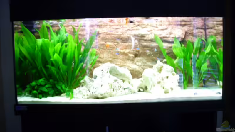 Aquarium Becken 10481 von sassi259 (2)