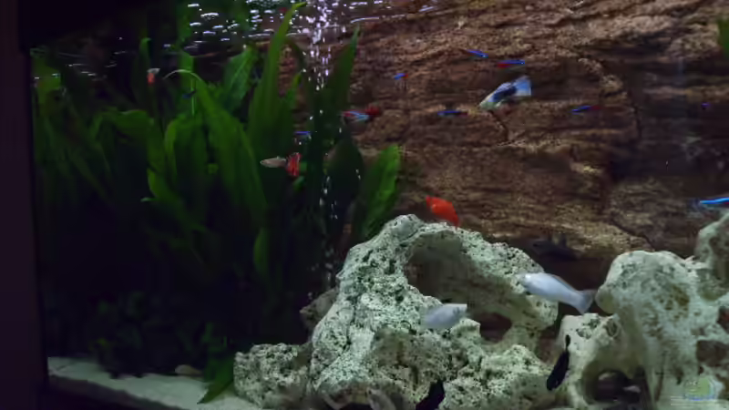 Aquarium Becken 10481 von sassi259 (4)