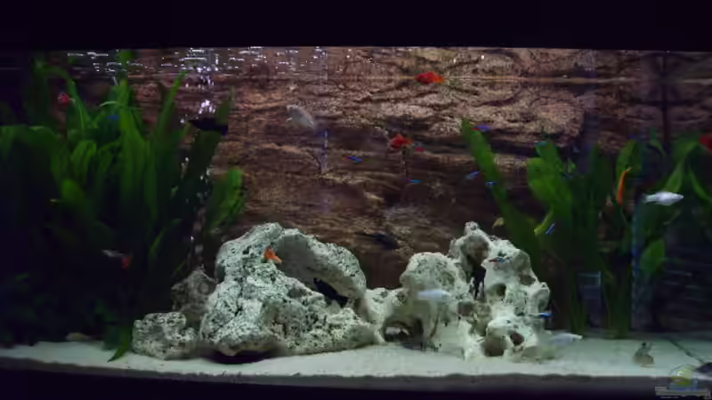 Aquarium Becken 10481 von sassi259 (5)