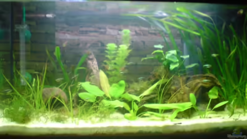 Aquarium Becken 10500 von elmo (3)