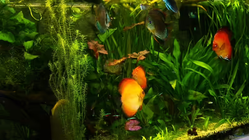 Aquarium Becken 10504 von Johann Bihler (2)