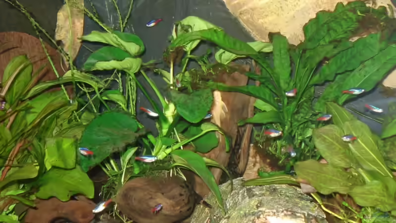 Aquarium Becken 10517 von Sandro Möstel (5)