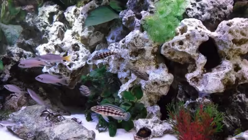 Aquarium Becken 10576 von Uwe Baumgarten (10)