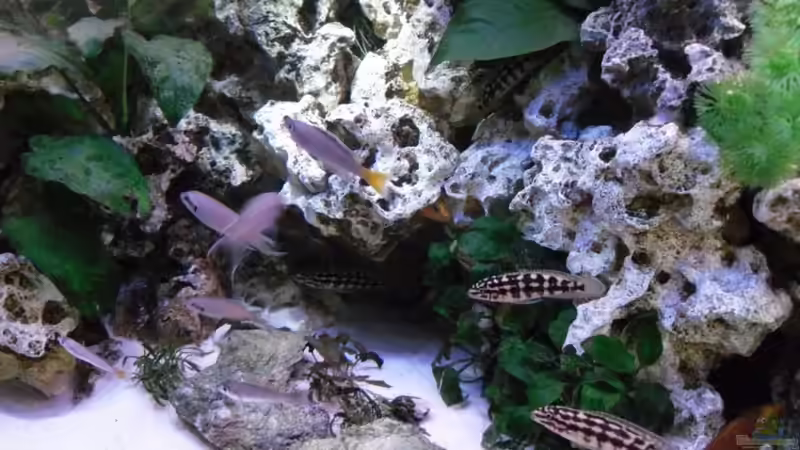 Aquarium Becken 10576 von Uwe Baumgarten (7)