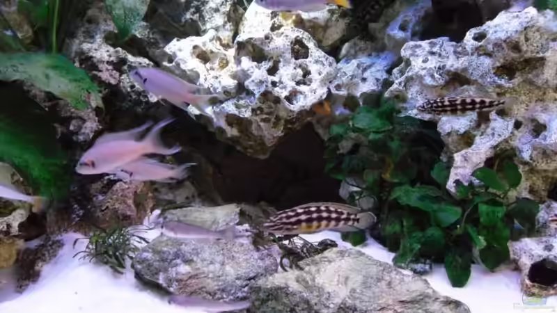 Aquarium Becken 10576 von Uwe Baumgarten (8)